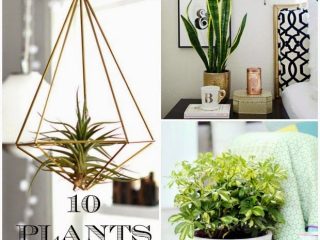 10 Φυτά που δύσκολα μπορείς να σκοτώσεις