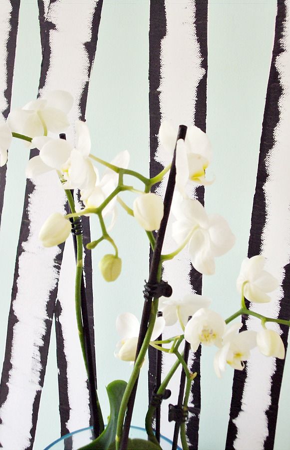 Birches and orchids