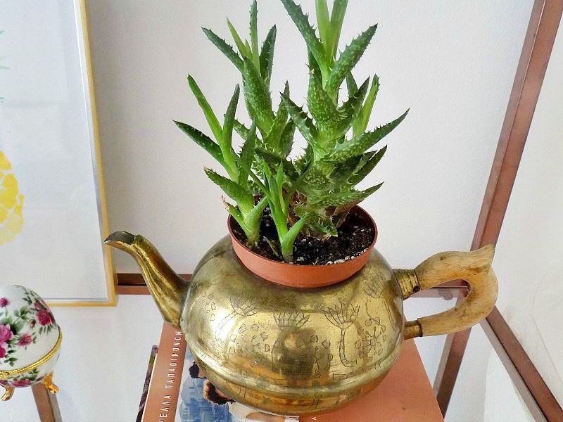 Old brass teapot as a flower pot