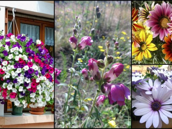 12 ανοιξιάτικα λουλούδια και πως να τα περιποιηθείς