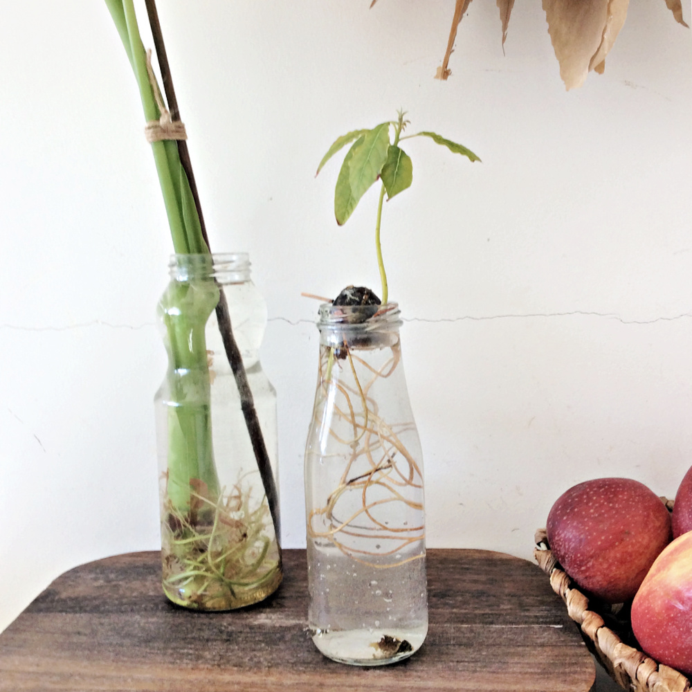 Κουκούτσι αβοκάντο με ρίζα σε νερό, φυτά που μεγαλώνουν στο νερό