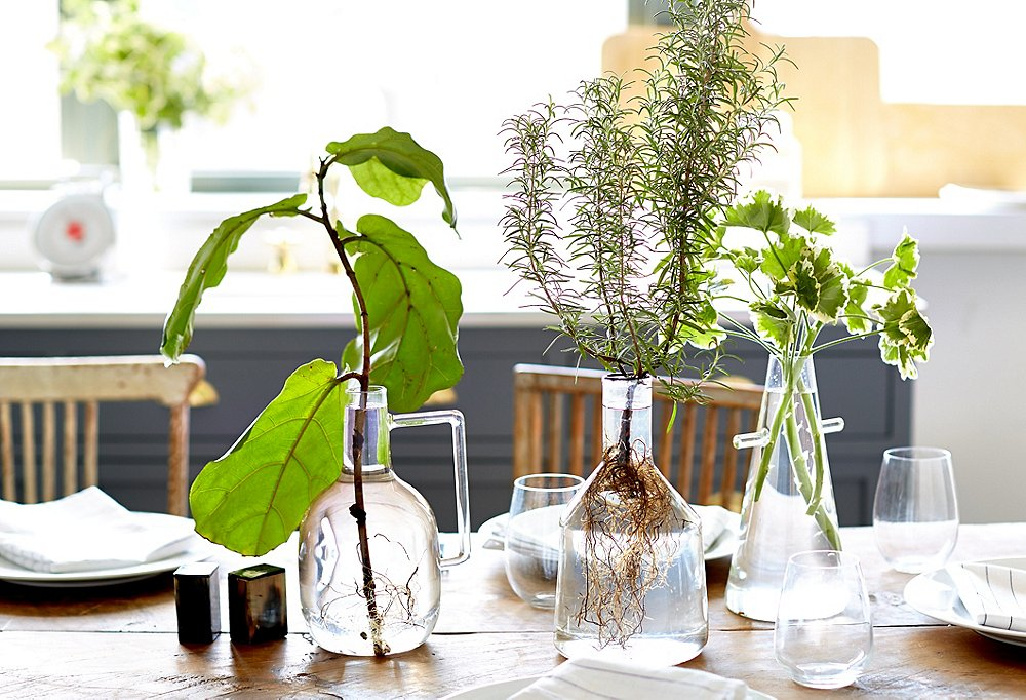 Φύκος λυράτα, δενδρολίβανο και γεράνι, φυτά που μεγαλώνουν στο νερό, κεντρική σύνθεση σε τραπέζι