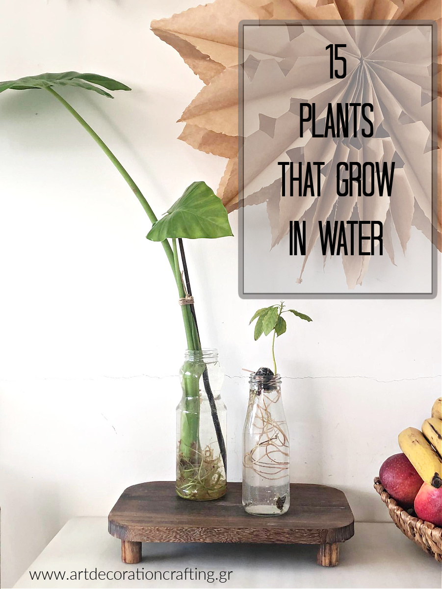 15 φυτά που μεγαλώνουν στο νερό χωρίς χώμα