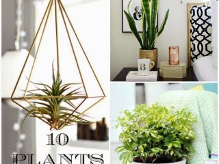 10 φυτά που δύσκολα μπορείς να σκοτώσεις
