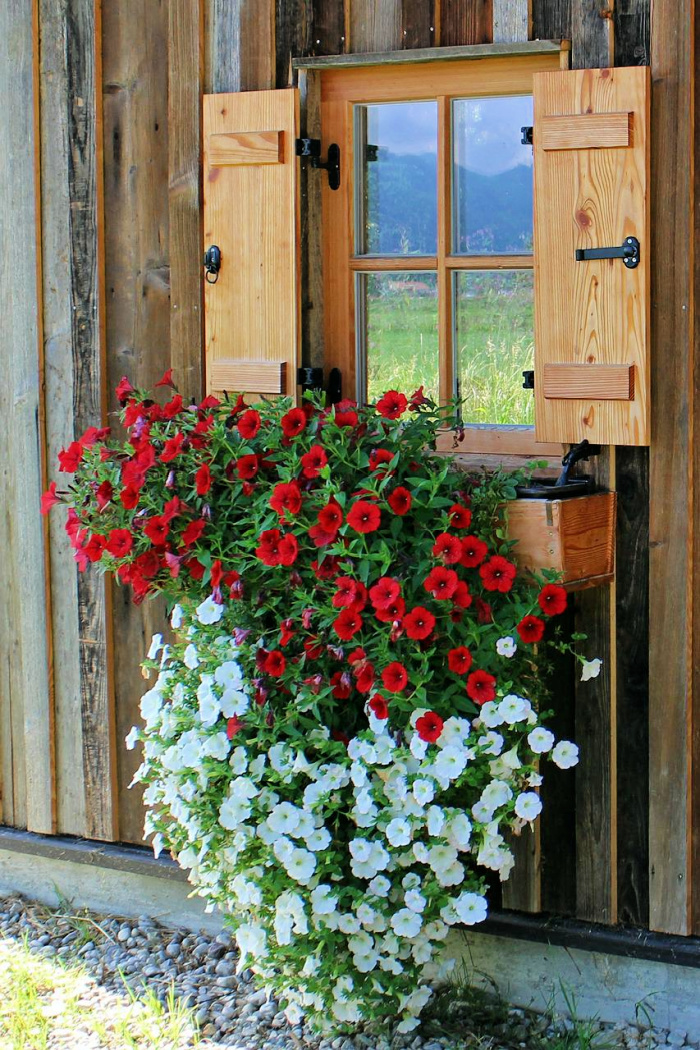 Πετούνιες, διακόσμηση στο παράθυρο, καλοκαιρινά λουλούδια