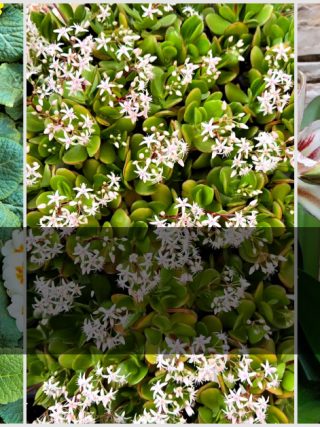 10 χειμωνιάτικα λουλούδια που θα ομορφύνουν το μπαλκόνι μας
