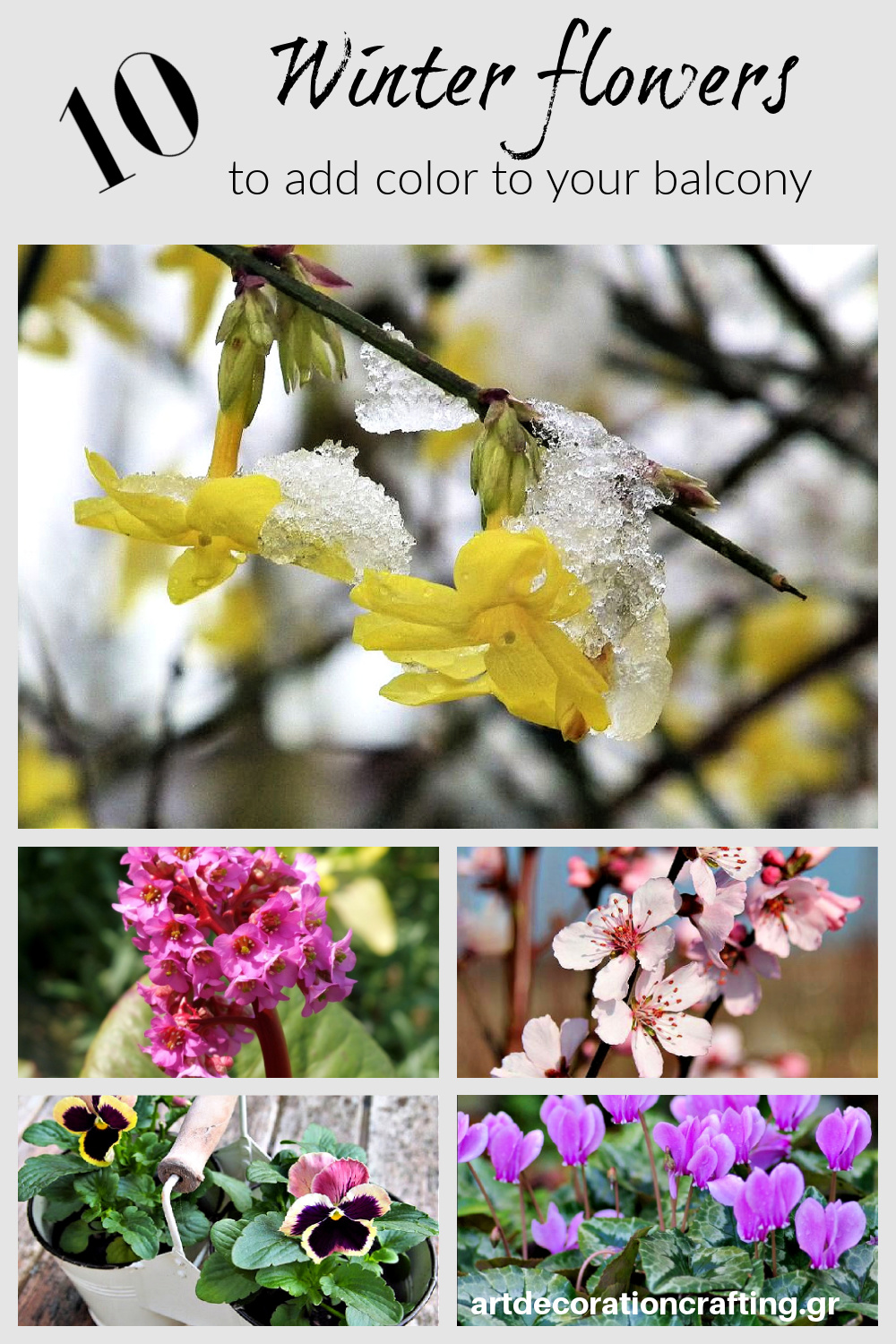 10 χειμωνιάτικα λουλούδια με χρώμα για το μπαλκόνι μας