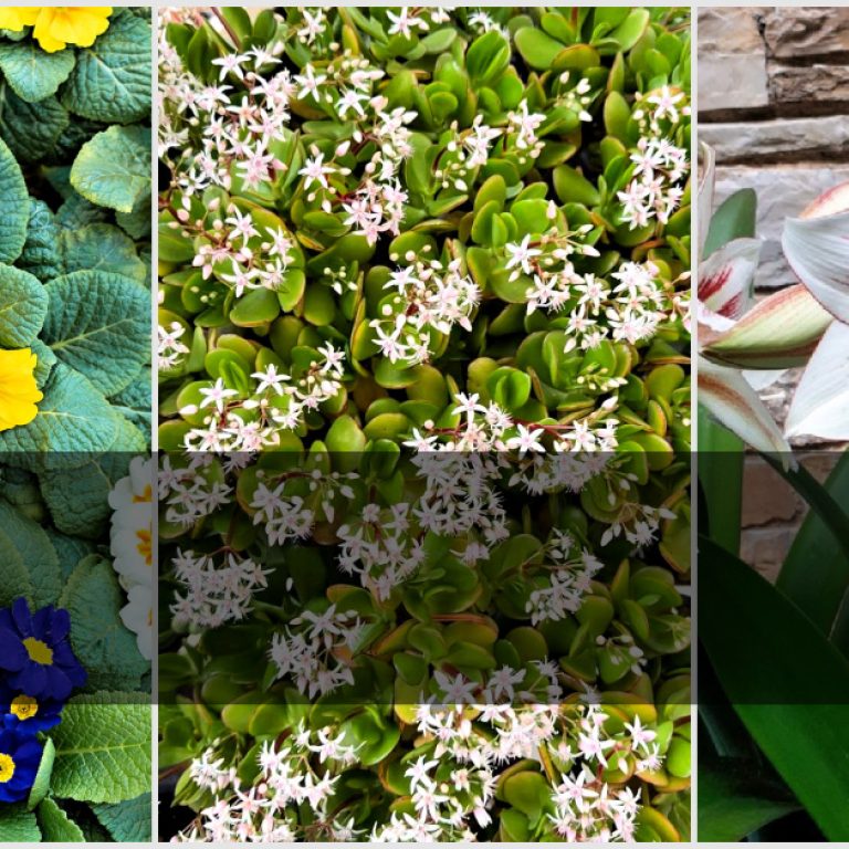 10 χειμωνιάτικα λουλούδια που θα ομορφύνουν το μπαλκόνι μας