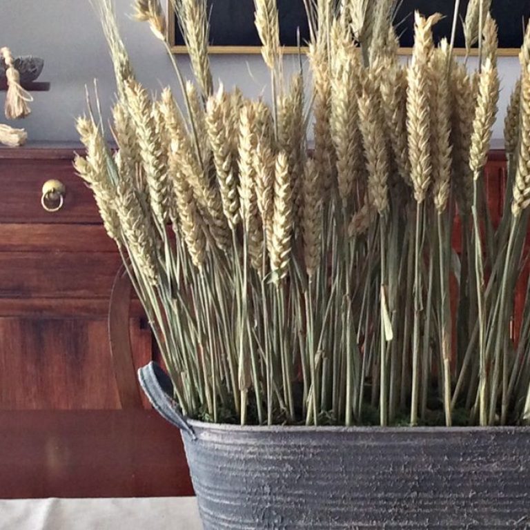 Boho καλοκαιρινή διακόσμηση, σύνθεση με στάχυα